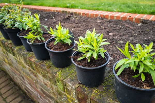 Brick Border Edging